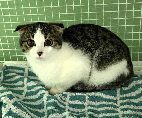 LILI'  GATTINA  Foto 2